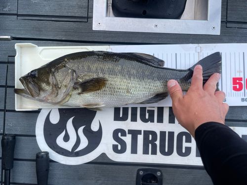 ブラックバスの釣果