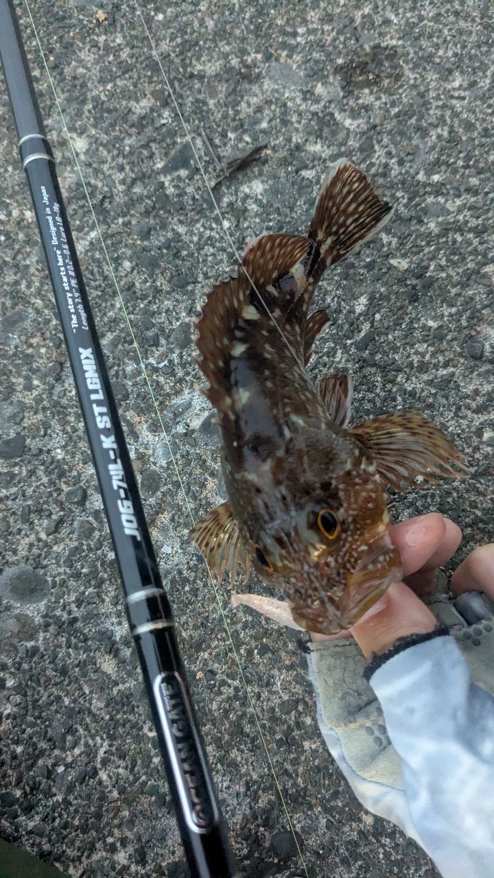 カサゴ