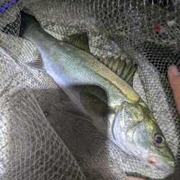 セイゴ（マルスズキ）