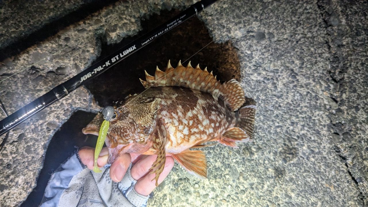 カサゴ