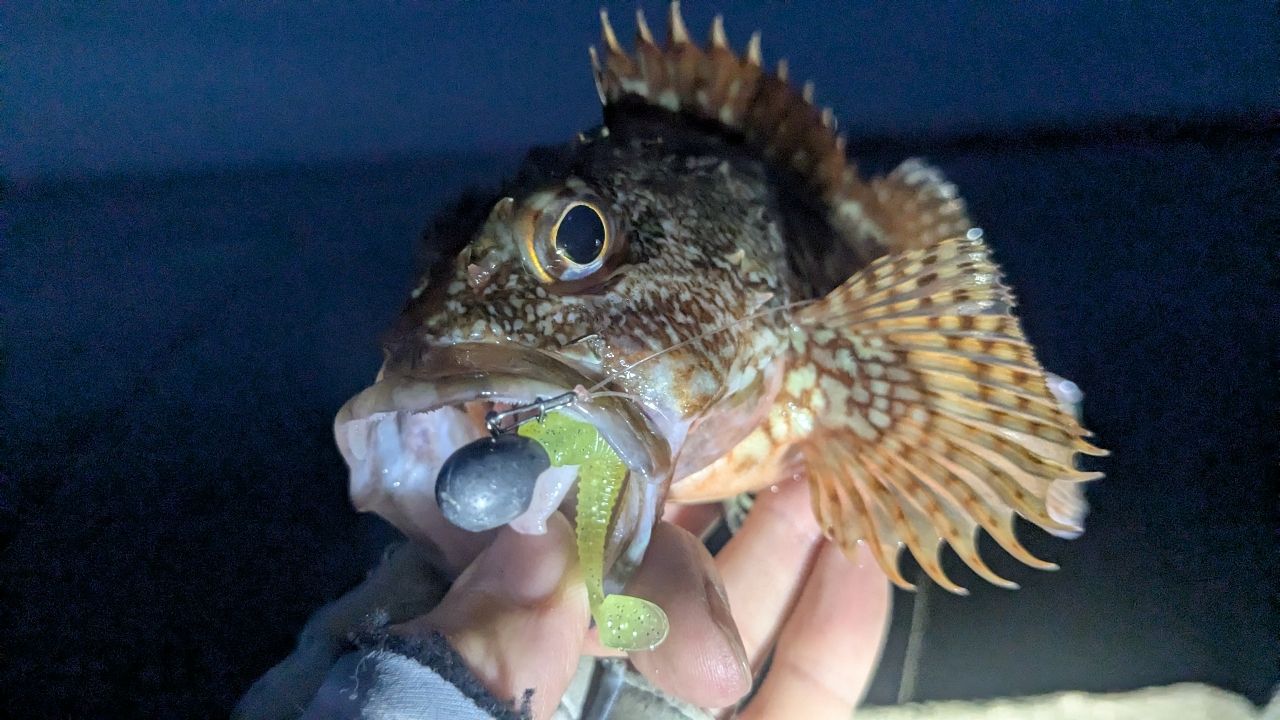 カサゴ