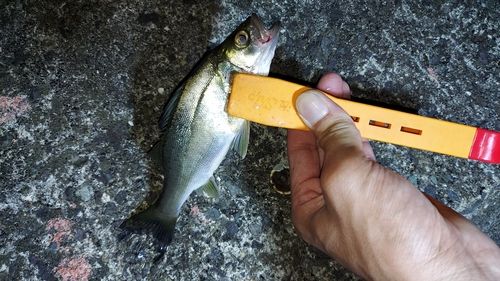 シーバスの釣果
