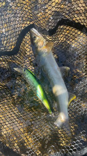 アユの釣果