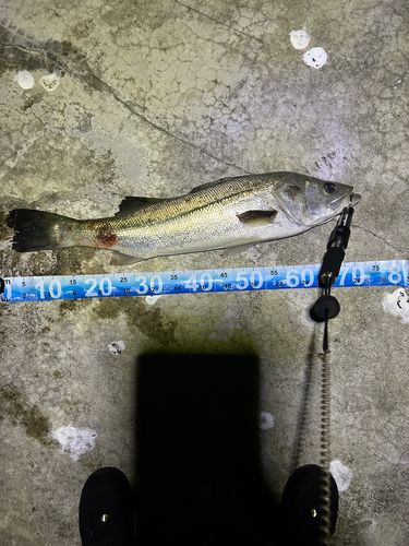 スズキの釣果