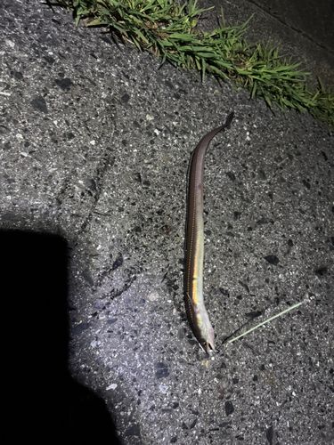 マアナゴの釣果