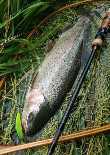ニジマスの釣果