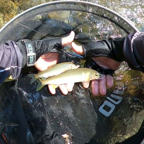 アユの釣果