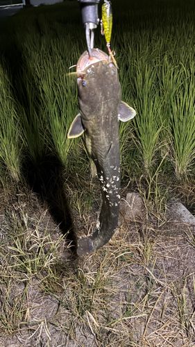 マナマズの釣果