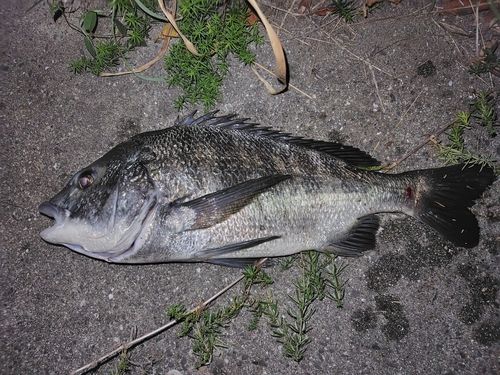 チヌの釣果