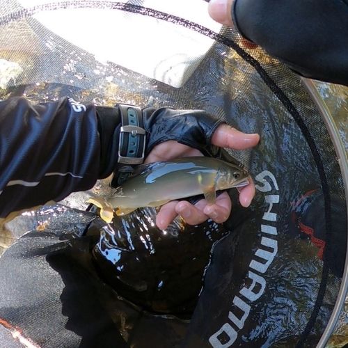 アユの釣果