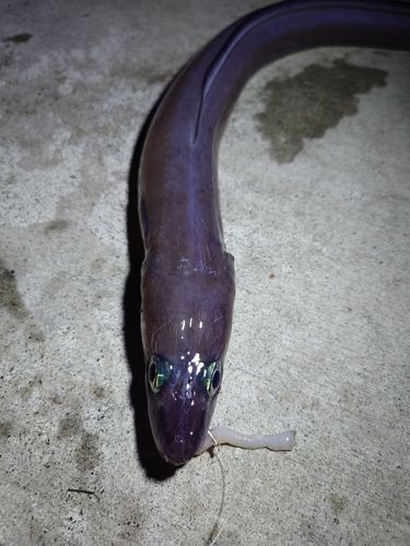 クロアナゴの釣果