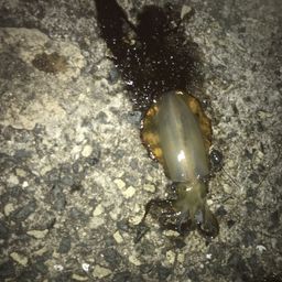 アオリイカ