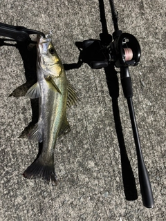 スズキの釣果