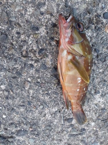 アカハタの釣果