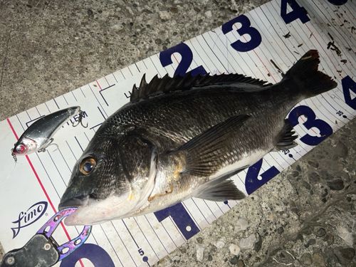 クロダイの釣果
