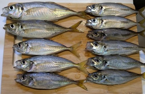 アジの釣果