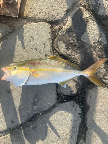 ショゴの釣果