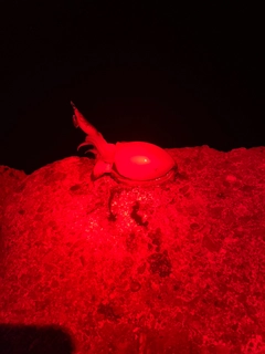 シリヤケイカの釣果