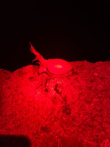 シリヤケイカの釣果