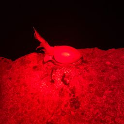 シリヤケイカ