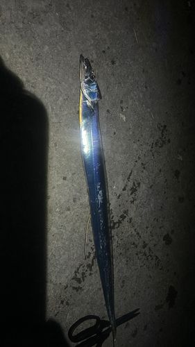 タチウオの釣果