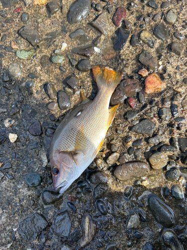 フエダイの釣果