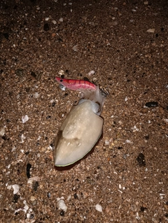 コウイカの釣果