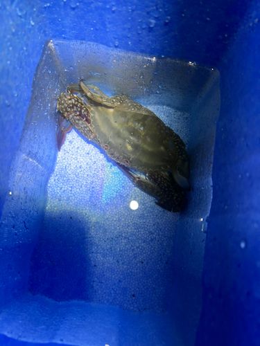 ワタリガニの釣果