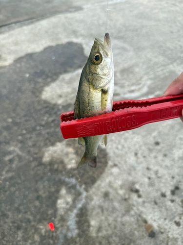 セイゴ（マルスズキ）の釣果