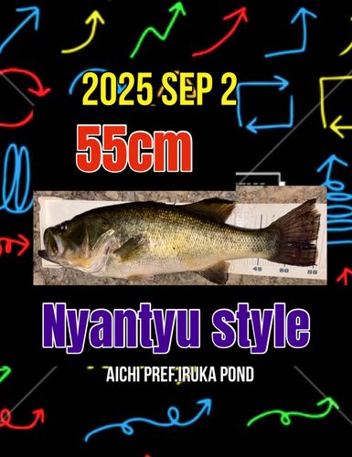 ラージマウスバスの釣果