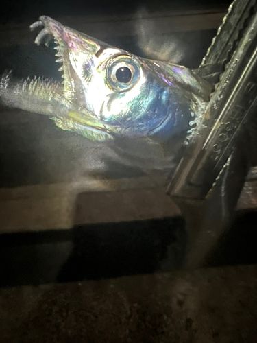タチウオの釣果