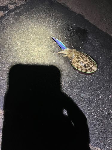 コウイカの釣果