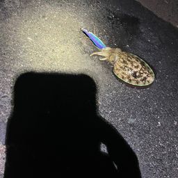 コウイカ