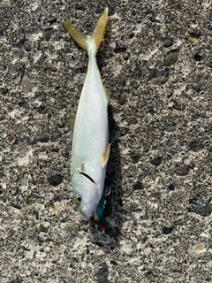 フクラギの釣果