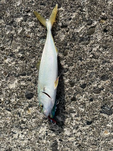 フクラギの釣果