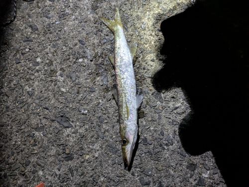 アカカマスの釣果