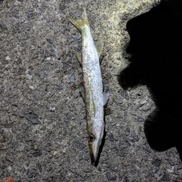 アカカマス