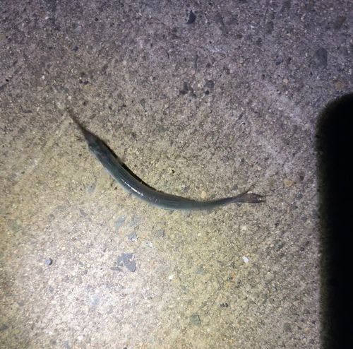 サヨリの釣果