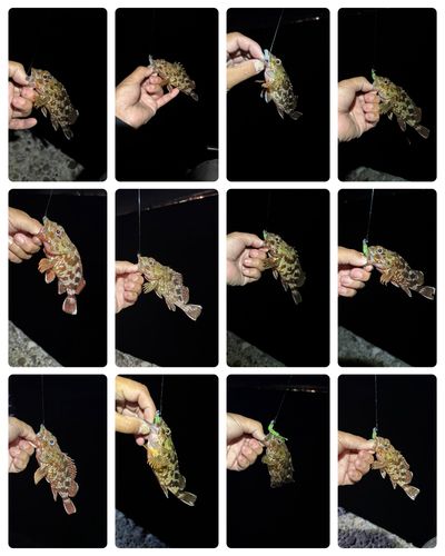 カサゴの釣果