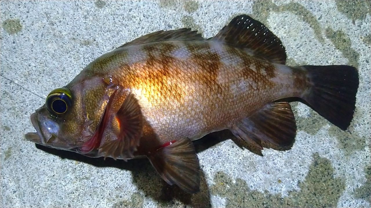 メバル