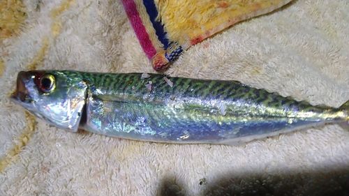 サバの釣果