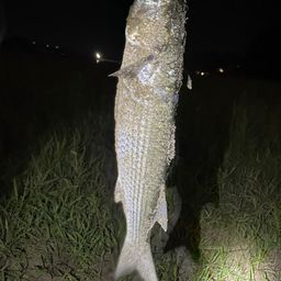 ボラ