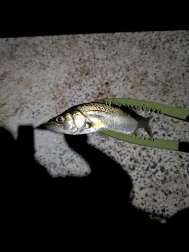 セイゴ（ヒラスズキ）の釣果