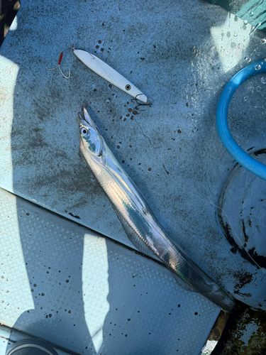 タチウオの釣果
