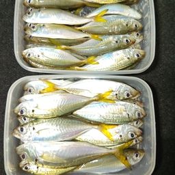 アジ