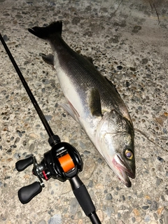 スズキの釣果