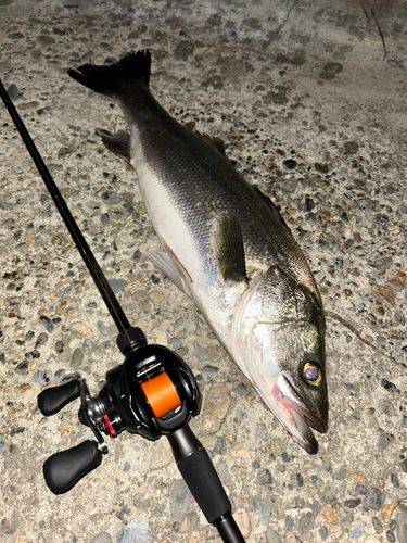 スズキの釣果