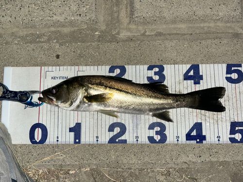 シーバスの釣果