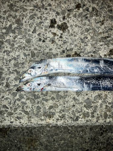 タチウオの釣果