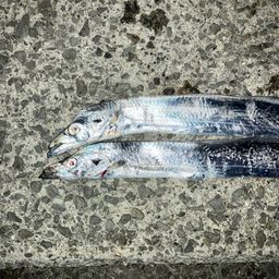 タチウオ